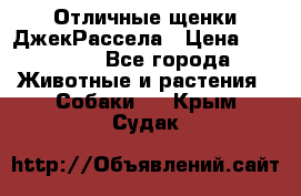 Отличные щенки ДжекРассела › Цена ­ 50 000 - Все города Животные и растения » Собаки   . Крым,Судак